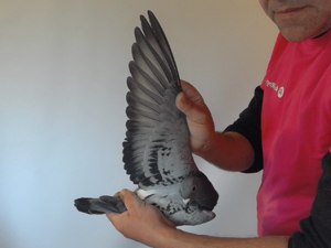 Pigeon image