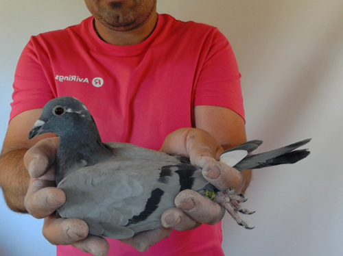 Pigeon image