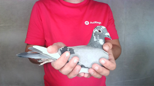 Pigeon image