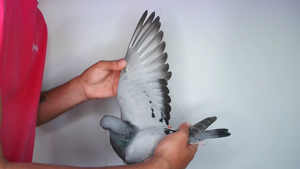 Pigeon image