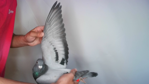 Pigeon image