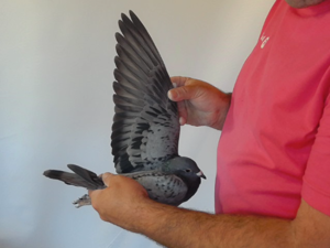 Pigeon image