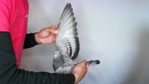 Pigeon image