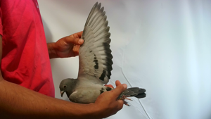 Pigeon image