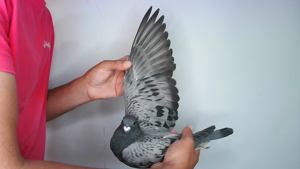 Pigeon image
