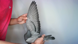 Pigeon image