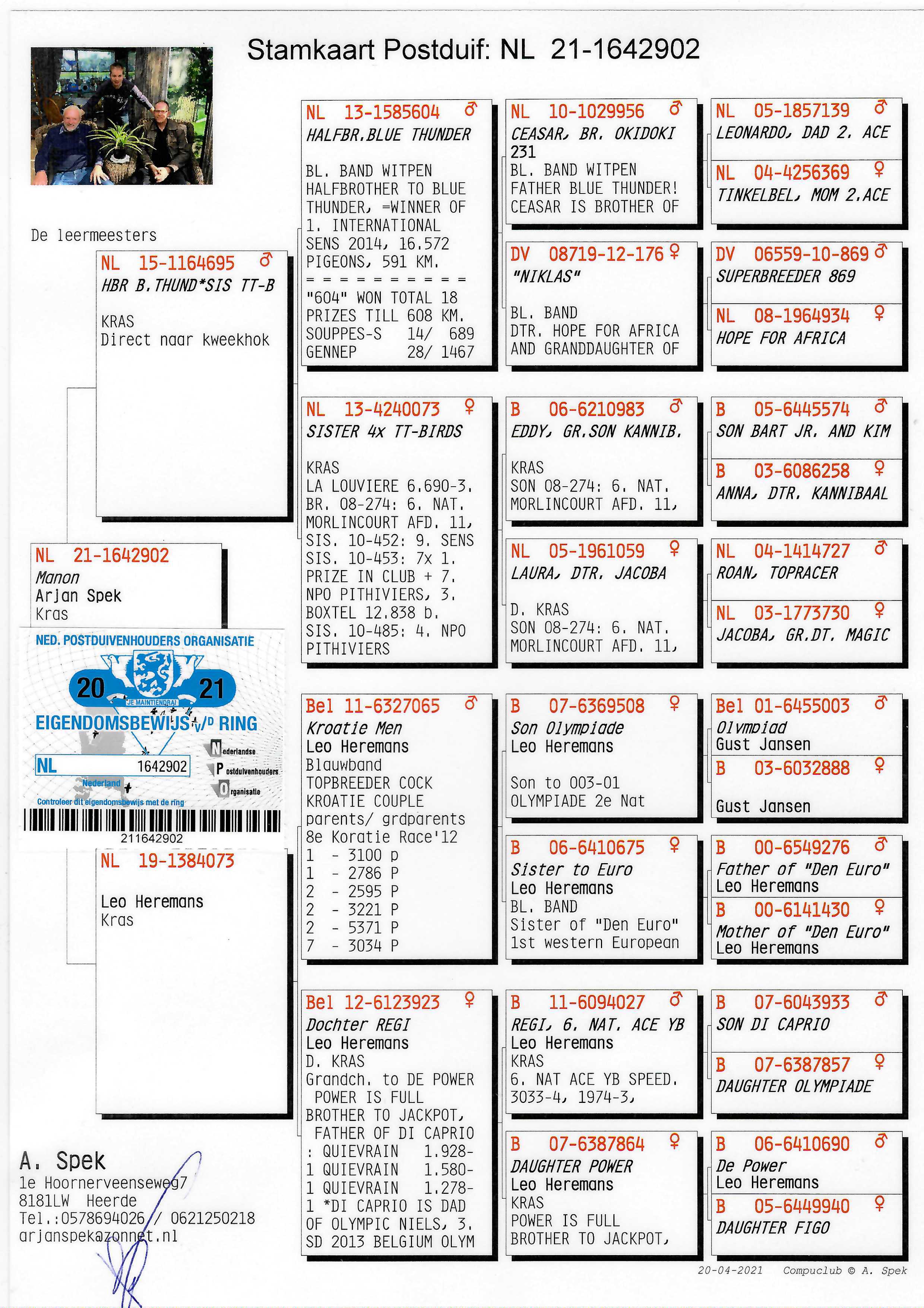 Pigeon pedigree image