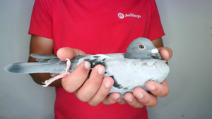 Pigeon image