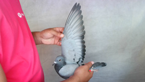 Pigeon image