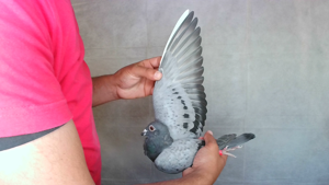 Pigeon image