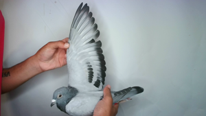 Pigeon image