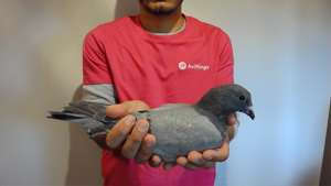 Pigeon image