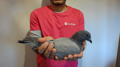 Pigeon image