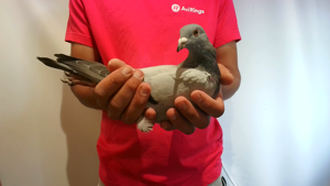 Pigeon image