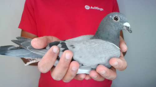 Pigeon image