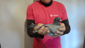 Pigeon image