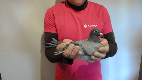 Pigeon image