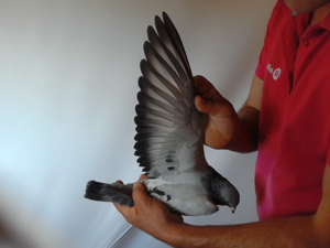 Pigeon image