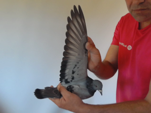 Pigeon image
