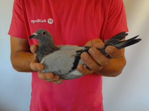 Pigeon image