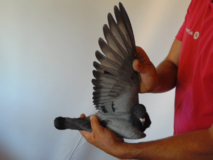 Pigeon image
