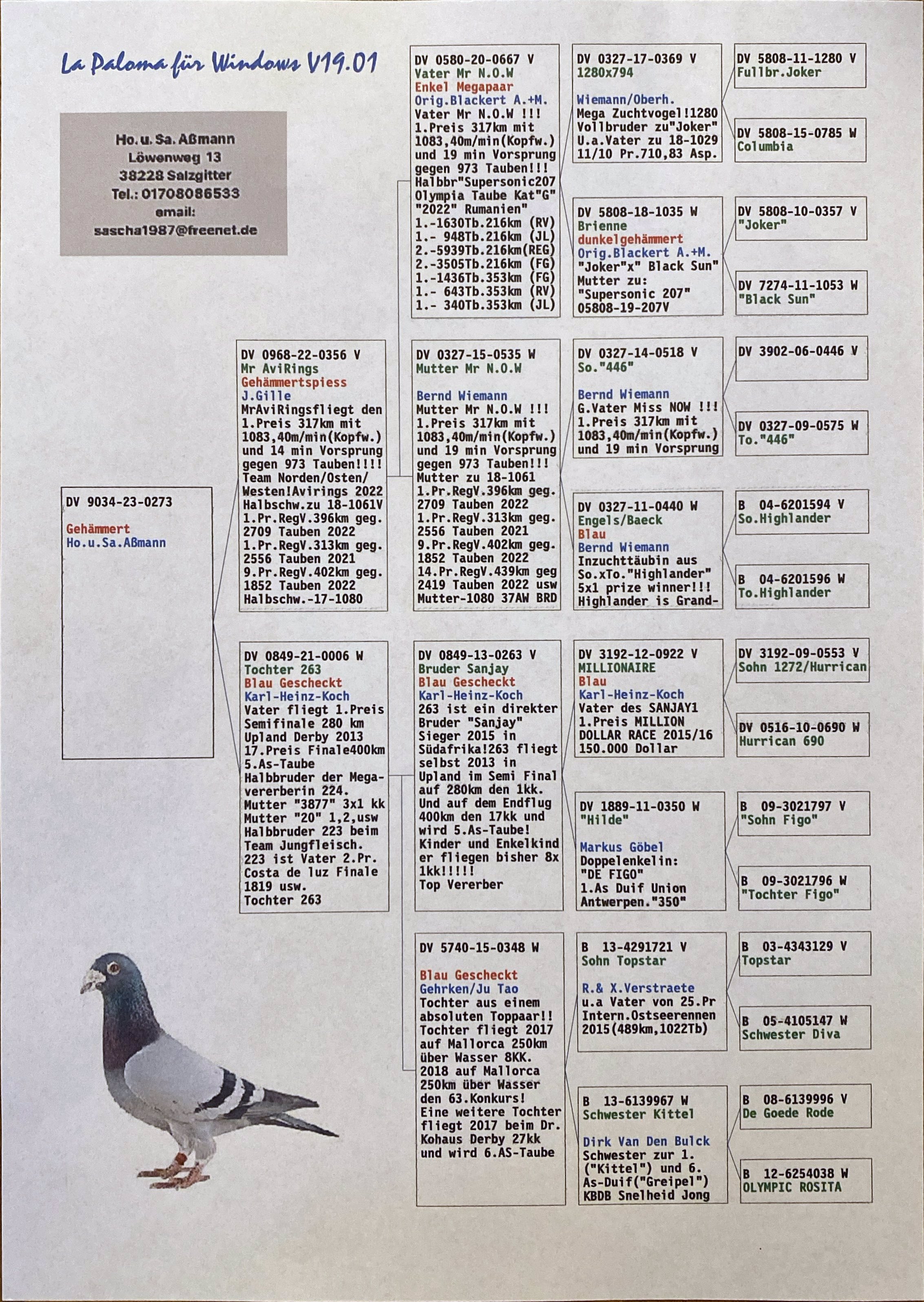 Pigeon pedigree image