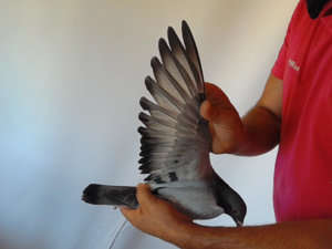 Pigeon image