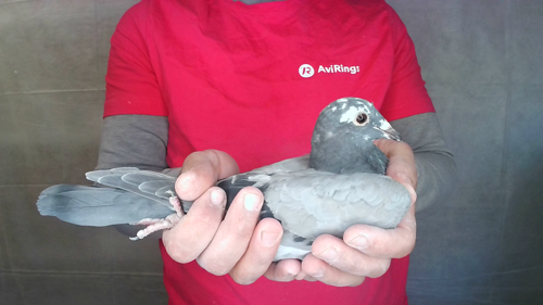 Pigeon image