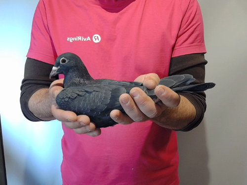 Pigeon image