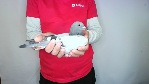 Pigeon image