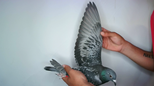 Pigeon image