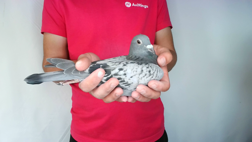 Pigeon image