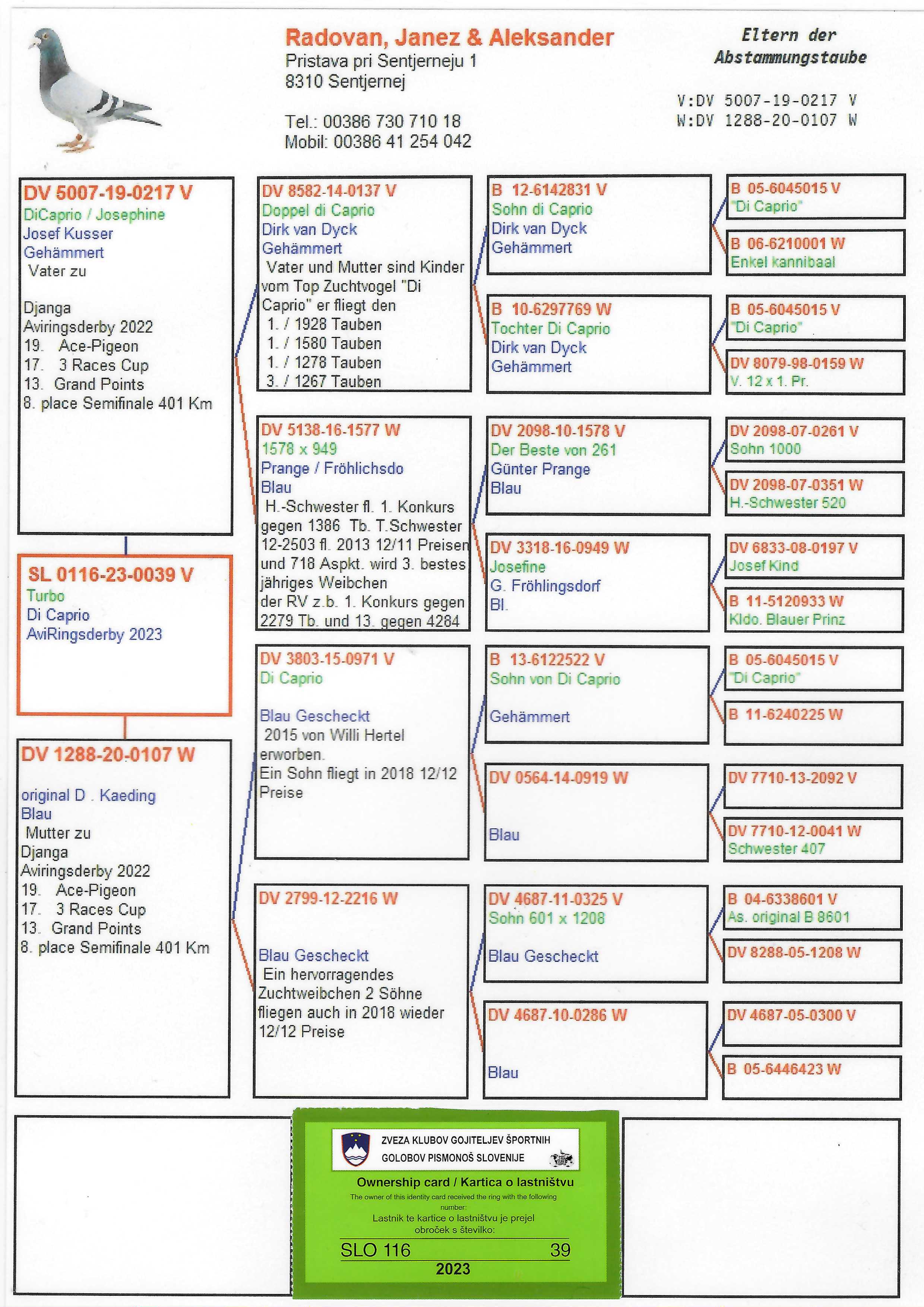 Pigeon pedigree image