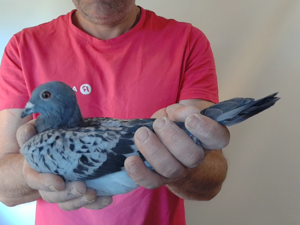 Pigeon image