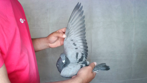 Pigeon image