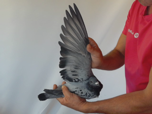 Pigeon image