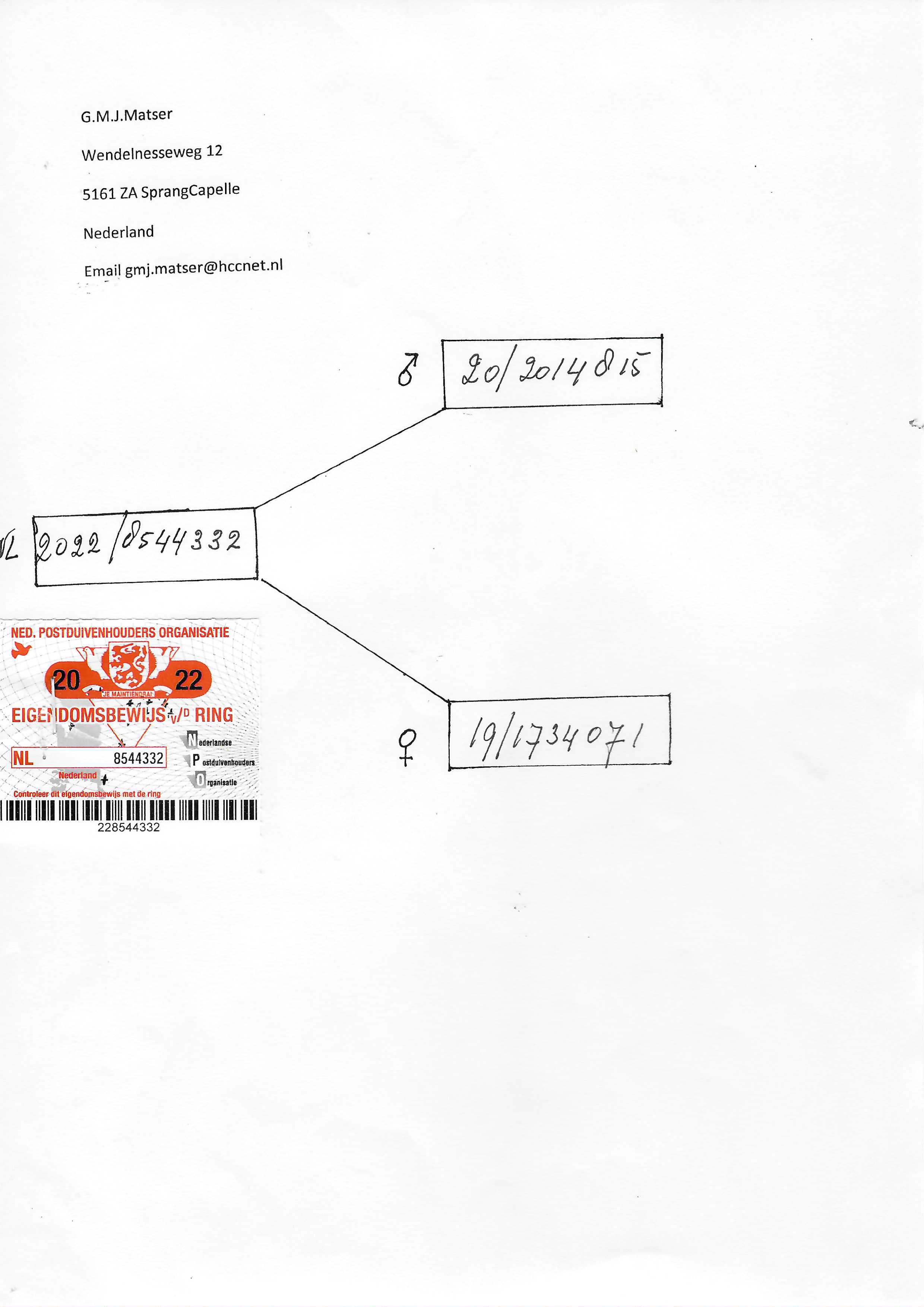 Pigeon pedigree image