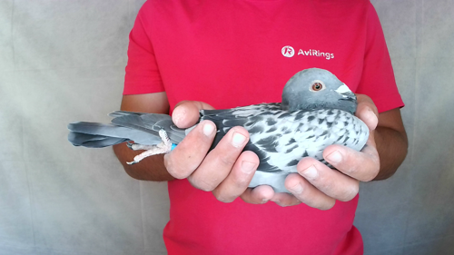 Pigeon image