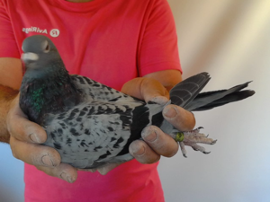 Pigeon image