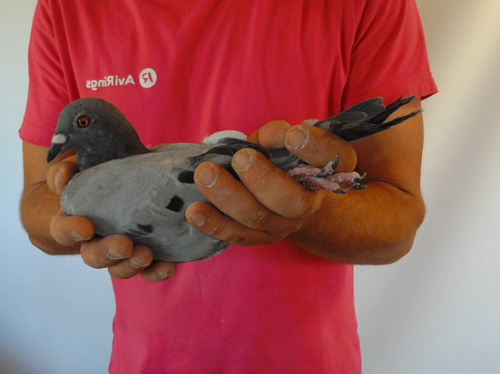 Pigeon image