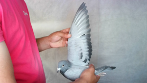 Pigeon image