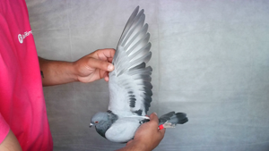 Pigeon image
