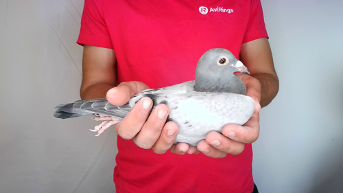 Pigeon image