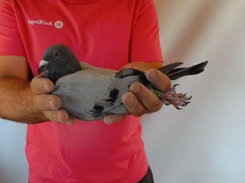 Pigeon image