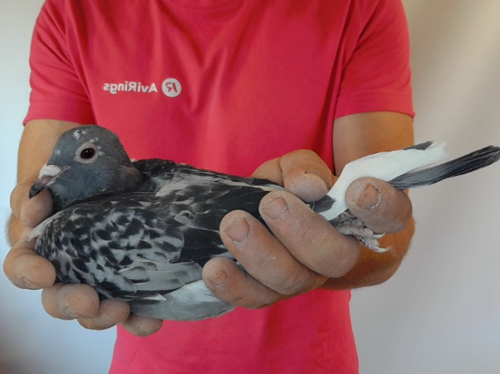 Pigeon image