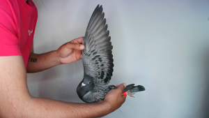 Pigeon image
