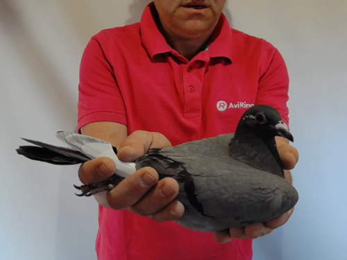 Pigeon image