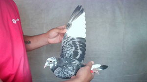 Pigeon image
