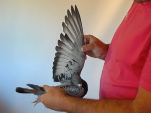 Pigeon image