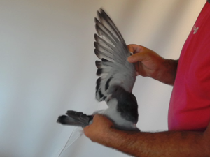 Pigeon image